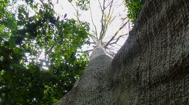 Quer conhecer a Floresta Amazônica de verdade? Umas das maneiras mais autênticas é percorrer as trilhas com a ajuda dos  guias que vivem em Jamaraquá.