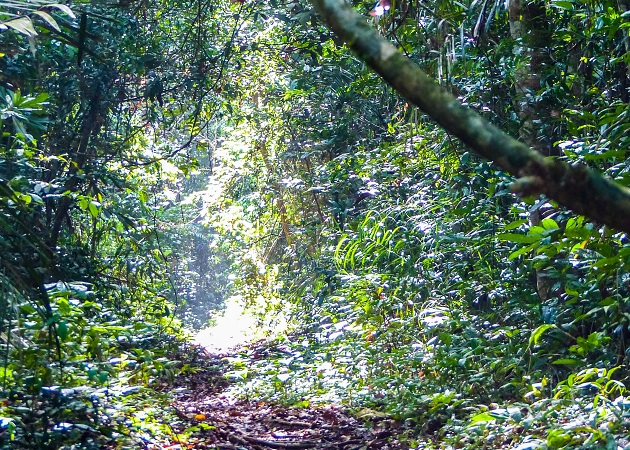 Passeio e trilha pela Floresta Nacional do Tapajós