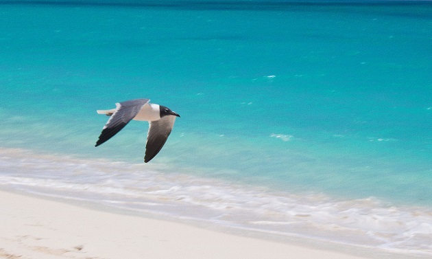 As melhores praias de Cuba: Varadero ou Cayo Largo?