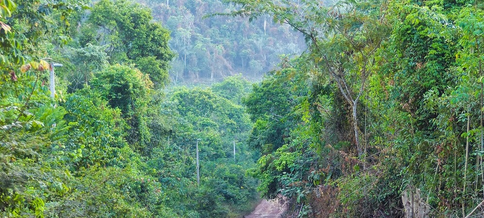 Floresta Nacional do Tapajós, Pará: como ir de Santarém e Alter do Chão